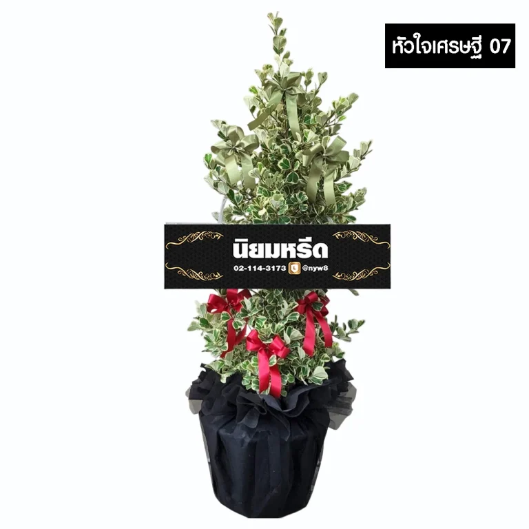 พวงหรีดต้นไทรหัวใจเศรษฐี07 ไม้มงคล ห่อกระถางสีม่วง ประดับโบว์สีแดงสดและผ้าข่ายทอง จัดส่งฟรีกรุงเทพและปริมณฑล