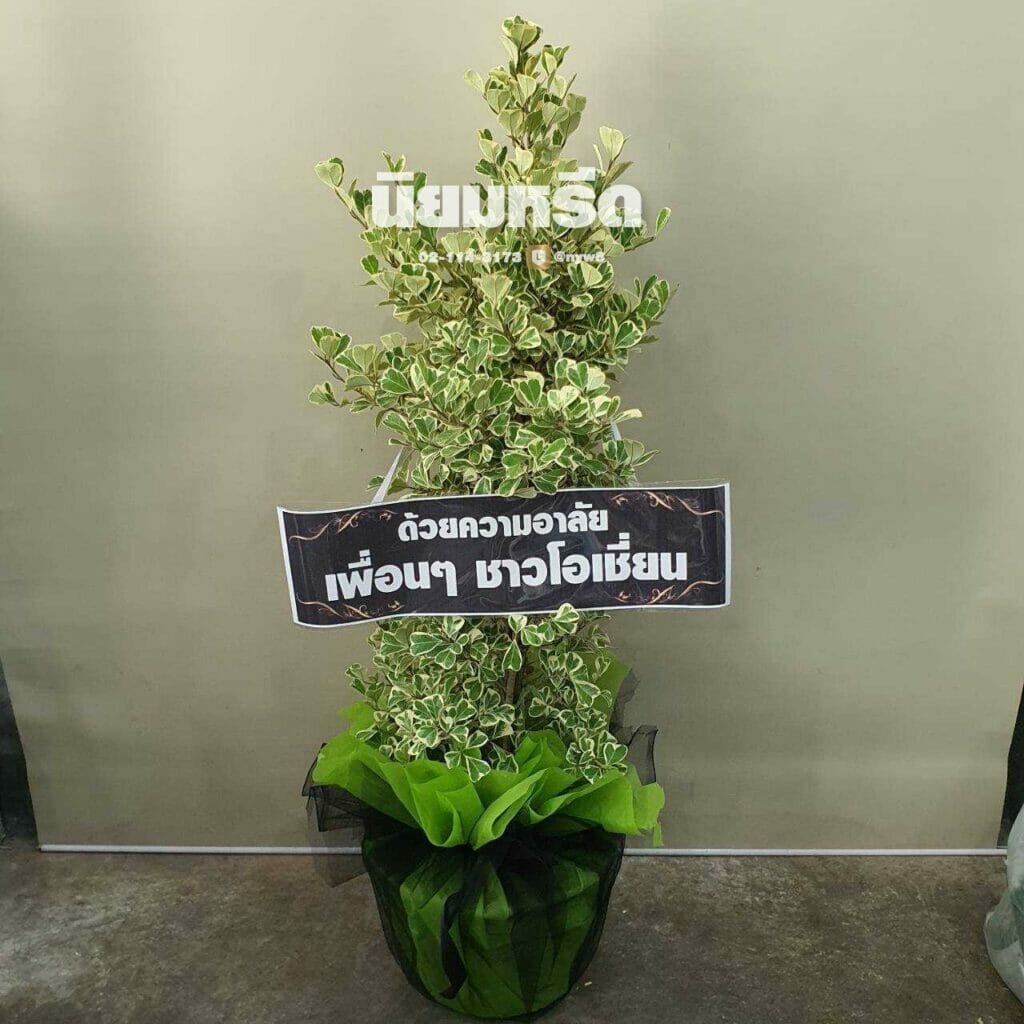 พวงหรีดวัดโมลี