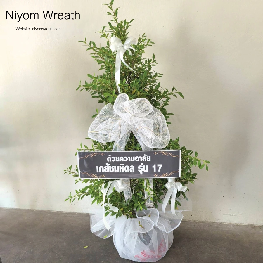 พวงหรีดต้นไม้ ต้นไทรเกาหลีประดับโบว์สีขาว ร้านนิยมหรีด จัดส่งฟรีกรุงเทพและปริมณฑล เมษายน 2569